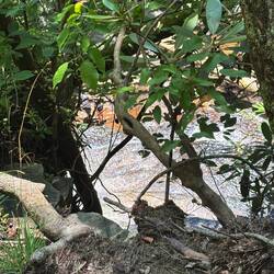 Bottom of the falls through the trees