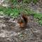 The Louisiana fox squirrel