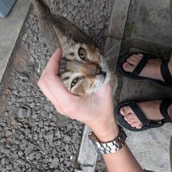 Cat!