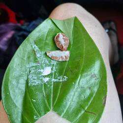 Nut, leaf, paste, and we're good to go, wrap it up, and start chewing.