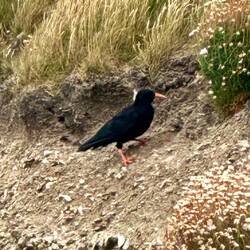Cornish chough, Nationalvogel (rote Füsse und Schnabel)