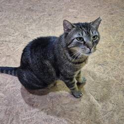 Hofkater