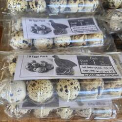 Cute little Quail eggs