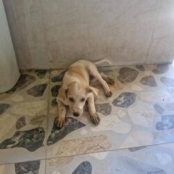 Been warned not to pat the dogs. Apparently, most have rabies