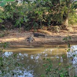 Michele, here are your crocodiles 🐊 lol, I kept my distance 😂