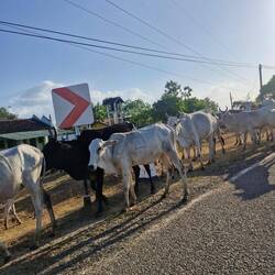 There were white buffalo on one side and black on the other 😂