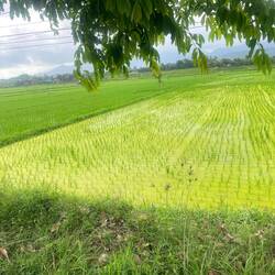 Rice fields