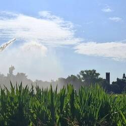 Spuitende fontein in tegenlicht. Het maïs snakt naar water.