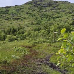 Uf de Berg simmer gloffe. Ca. 180hm.