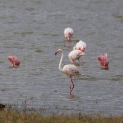 Greater Flamingos (weiss) und Lesser Flamingos (pink)