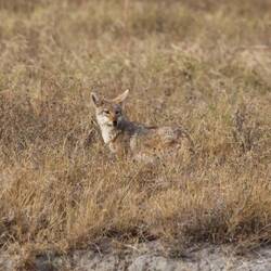 Silver-backed Jackal