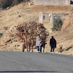 Es wird gröstenteils auf Karren...