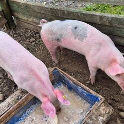 Glückliche Schweine