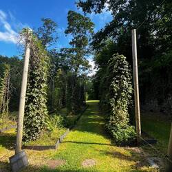 Hopfield in 1867 now educational. It presents the different varieties of hops available