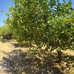Viele Zitronenbäume am Weg.