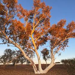 Love these gorgeous WA trees