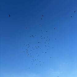 Birds flock