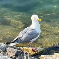 Photogenic SeaGull!