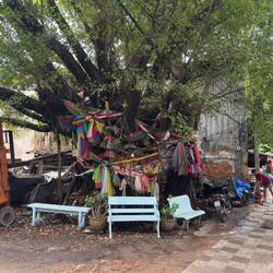 Sacred banyan tree, Talat Noi.