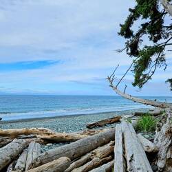 Drift logs at the beach in Jordan River Regional Park