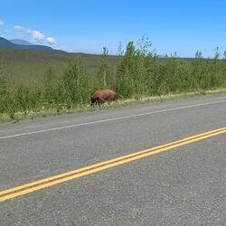 Und nochmal ein brauner Schwarzbär... jetzt aber schnell von der Straße runter ...