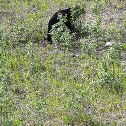Hier ein schwarzer Schwarzbär... versucht sich zu verstecken 🙄 ...