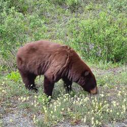 Und dann ein brauner Schwarzbär...