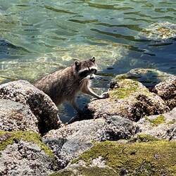 Unser erster Waschbär, von wegen Plage 😉.