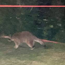 Hostel-Waschbär 🦝 - Fotoqualität miserabel, ich weiß