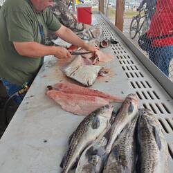 Kabeljau und Heilbutt 🐟