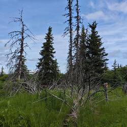 Sie nennen es Geisterwald. 🌳. Nachfolgend dem großen Erdbeben von 1964