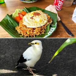 Lunch im Bali Karu; seltener Schwarzflügelstar