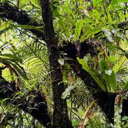 "Schmarotzer" wachsen an den riesigen Bäumen