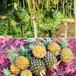 Frische Ananas direkt vom Feld