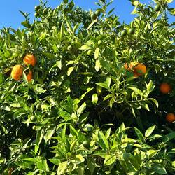 Zwischen den Olivenbäumen sind oft Orangen oder Zitronenbäume eingestreut.