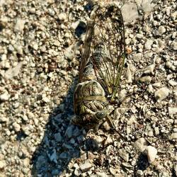 Und diese Zikaden können einen beeindruckenden Lärm machen