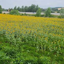 Riesige Sonnenblumen Felder