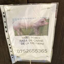 Möchte jemand ein Schwein kaufen?