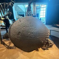 Glyptodon was a grass-eating tank...cousin of the modern armadillo.