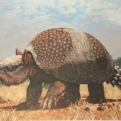 Some mammals adapted larger body sizes in the cooler climate of the ice ages. Weight=small car.
