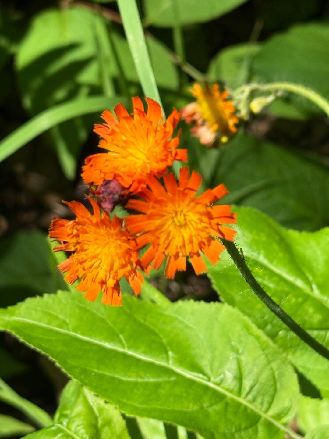 Fox-and-Cubs