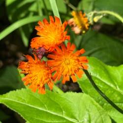 Fox-and-Cubs