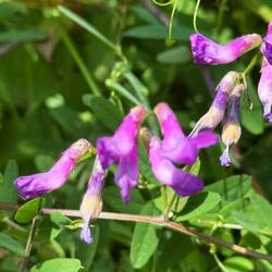 Vicia Americana