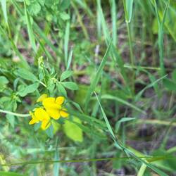 Bird's-foot-trefoil