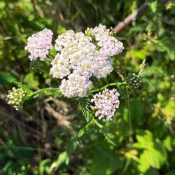 Yarrow