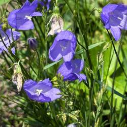 Harebell