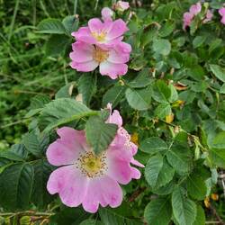Die letzten Heckenrosen blühen hier noch