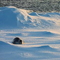 Drowsy leopard seal 'smiling' at us from a passing ice floe — eastern Weddell Sea, Antarctica.