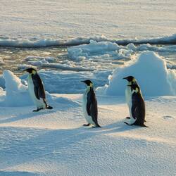 Emperor penguins rafting by on an ice floe — eastern Weddell Sea, Antarctica.