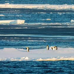 Emperor penguins preening on an ice floe — eastern Weddell Sea, Antarctica.